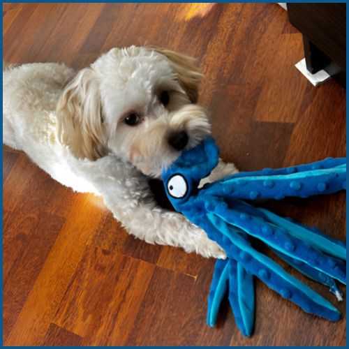 Peluche-pour-chien_en-forme-de-pieuvre-avec-couineur-bleu