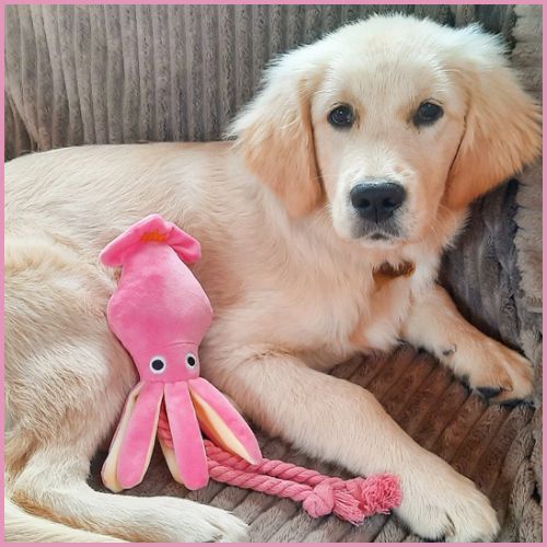Peluche-pour-chien_pieuvre-rose-avec-corde-chiot