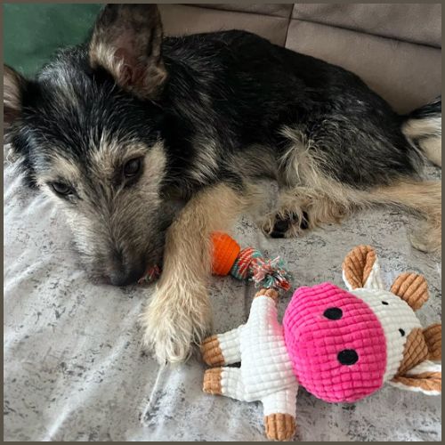 peluche-pour-chien-vache