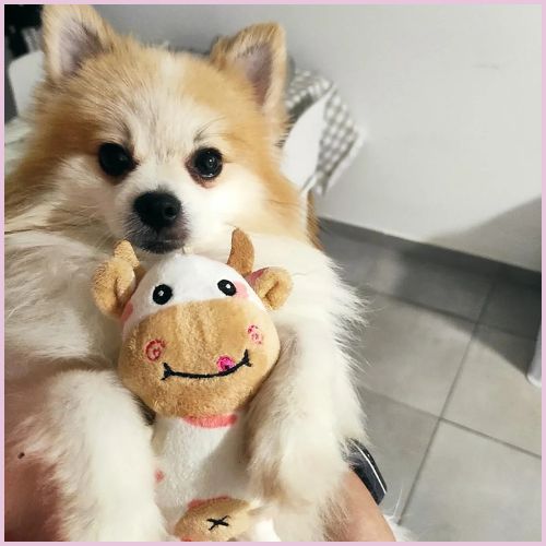 peluche-pour-chiens_en-forme-de-vache-spéciale-chiot