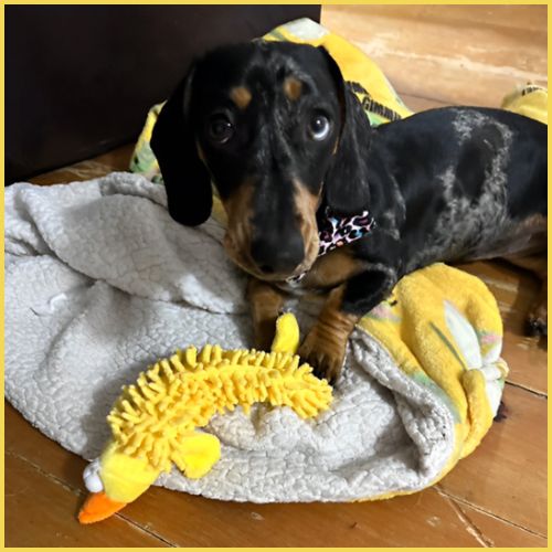 peluche-pour-chiens_sonore-pour-petite-taille-duck