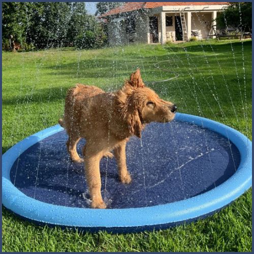 piscine-pour-chien-tapis-d-arrosage-rafraîchissant-labrador