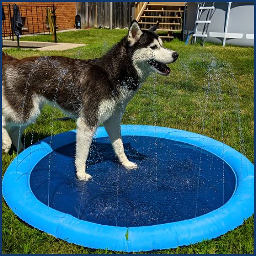 piscine-pour-chien_ tapis-d-arrosage-rafraîchissant-husky