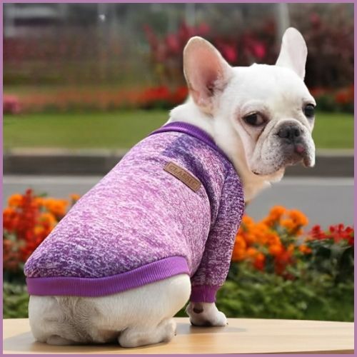 pull-chien-petite-et-moyenne-taille-doux-et-confortable_violet