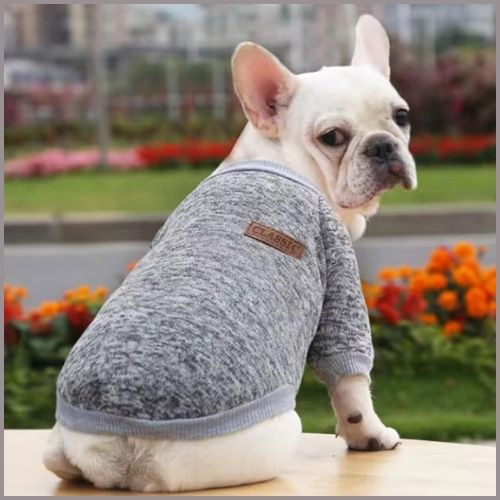 pull-chien_gris