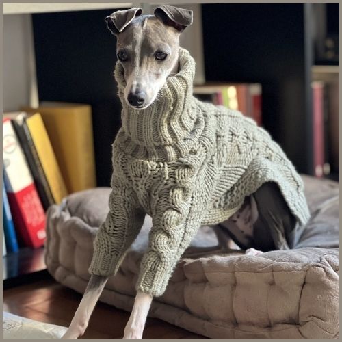pull-pour-chien_en-tricot-avec-col-roulé-gris