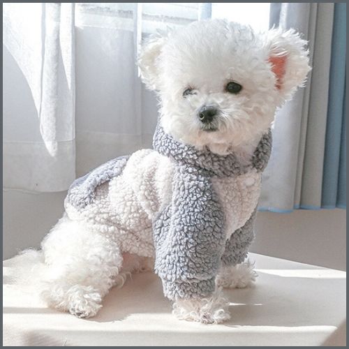 Pull-pour-chien-hiver-avec-capuche-pour-petit-et-moyen_gris
