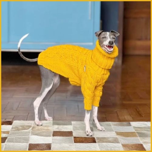 Pull tricot pour chien |Tricotou