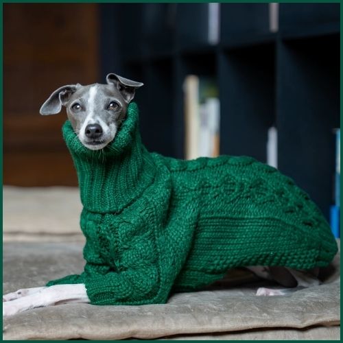 pull-tricot-pour-chien_vert